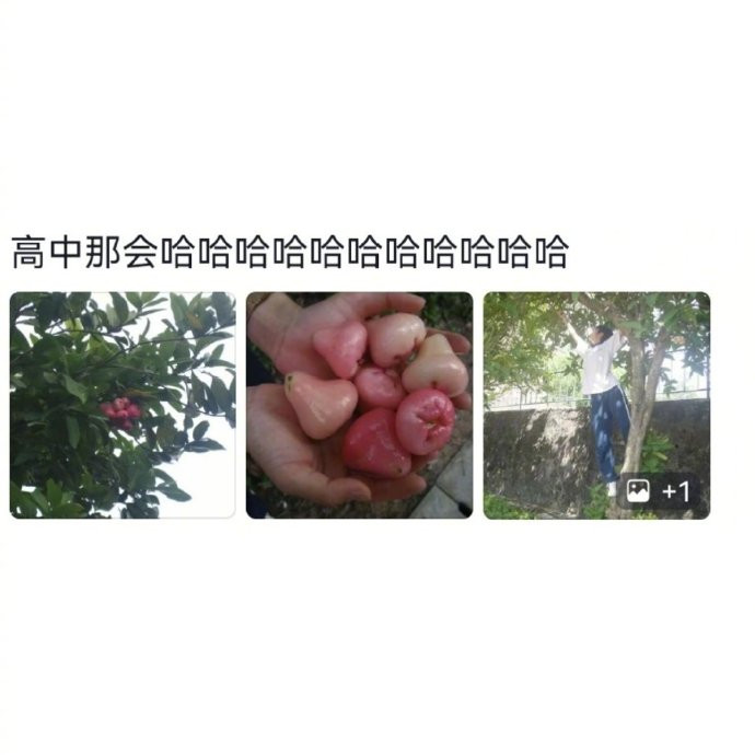 南方学校和果园没区别哈哈哈哈