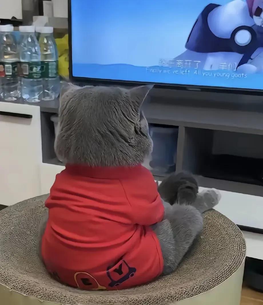 我当初把猫抱回家时，我妈差点直接扔出去，念叨着“没老鼠养猫干啥？又费钱又掉毛”，