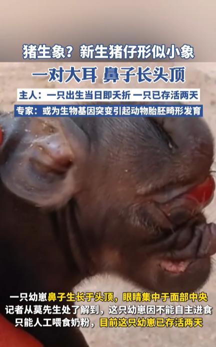 “活久见！”5月12日，云南文山，一位村民家中的母猪生出了13只幼崽，其中有两只
