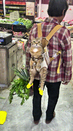 这一幕真是笑出眼泪，逛菜市场还把猫咪背在身后，猫咪脚上还整了一双小黄鞋，模样特别