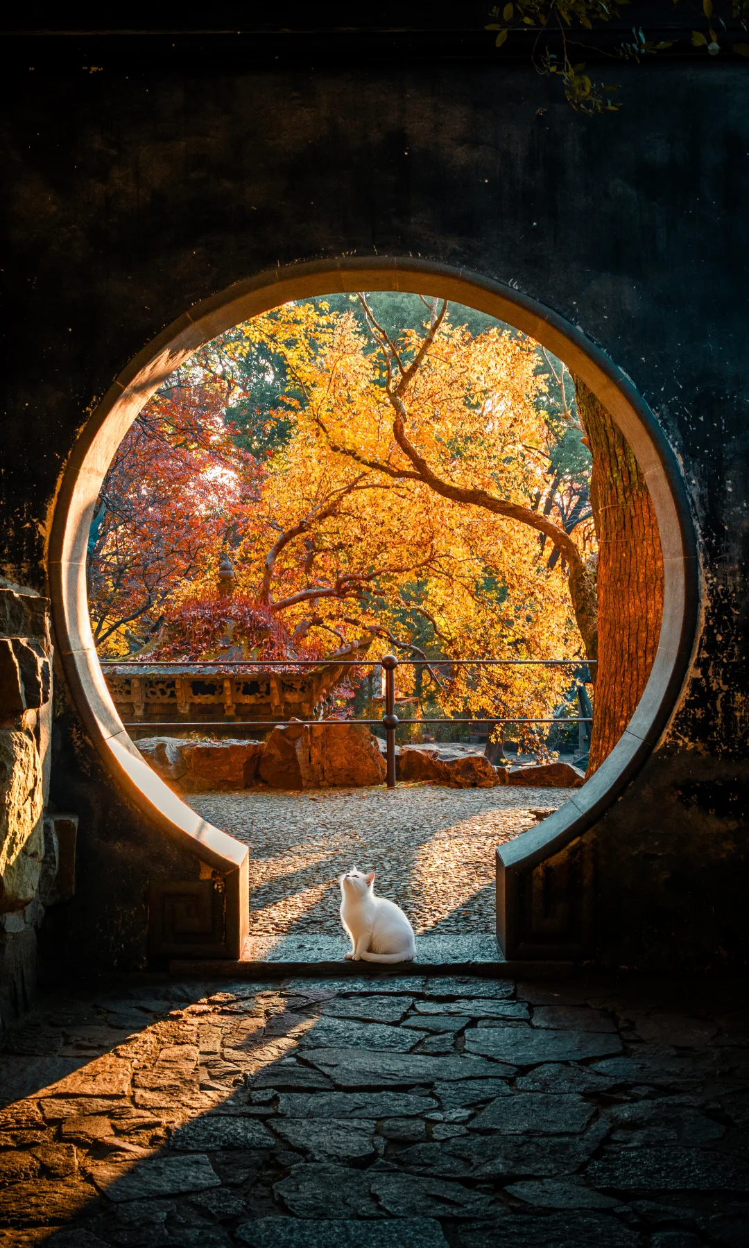 错过再等一年😭 虎丘秋景已达最佳观赏期！