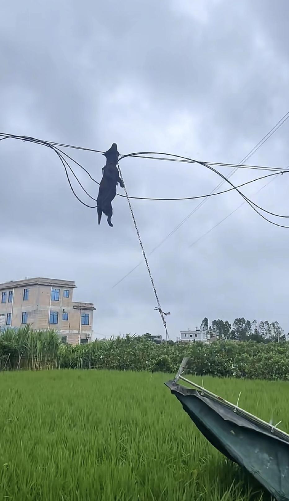 好可怜的狗狗。近日，在广西，台风过后将一只狗吹飞了起来，不幸的是它挂在了电线