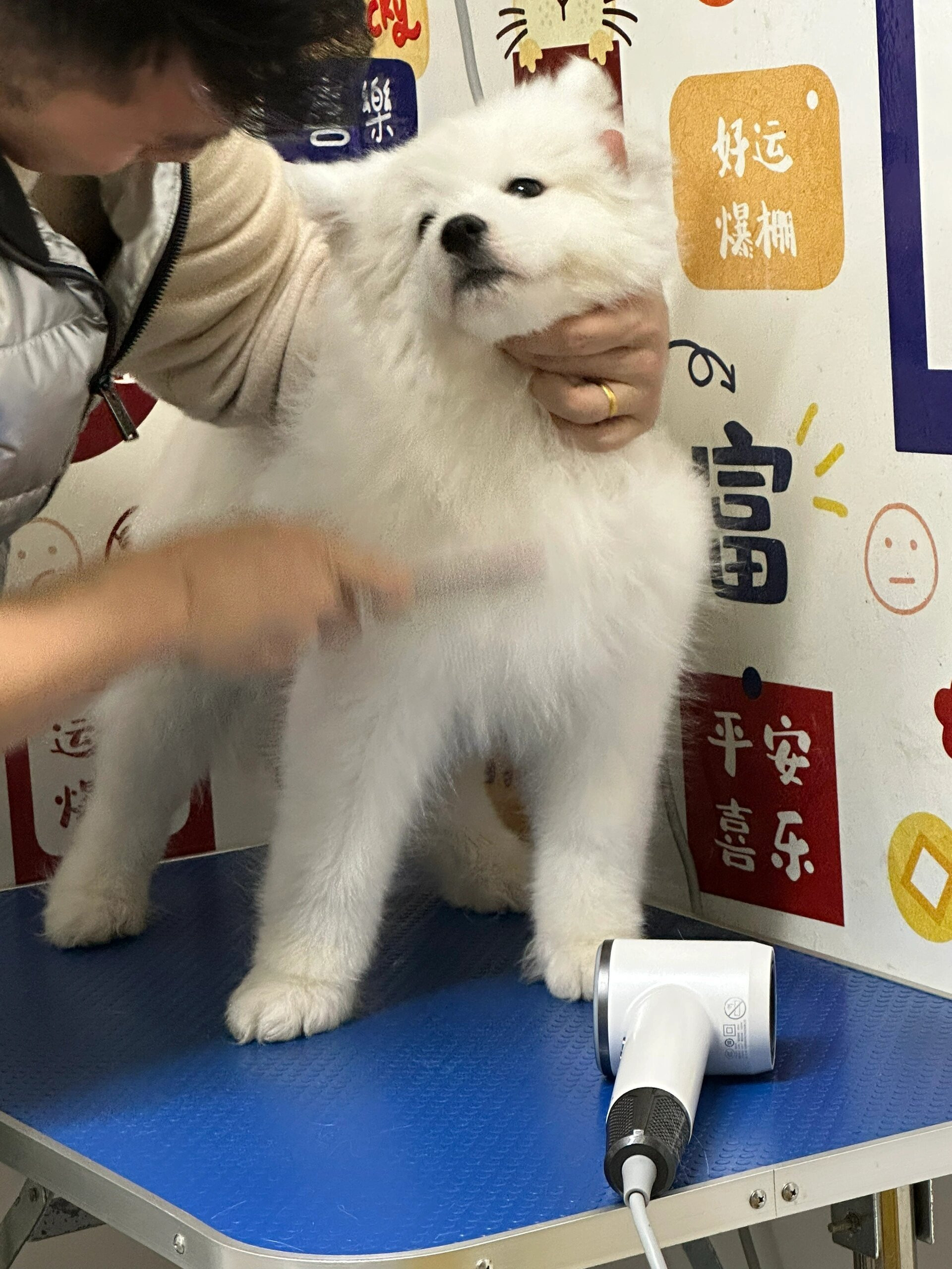 萨摩耶：我不是自愿来理发的​​​