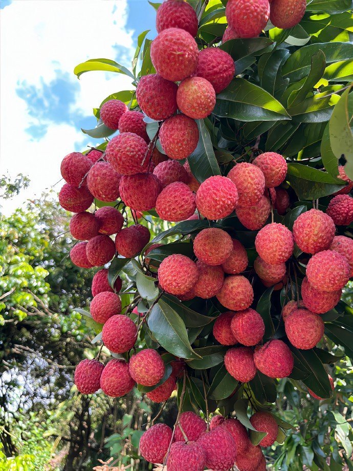 夏天的水果自由,必须是农村老家给的。