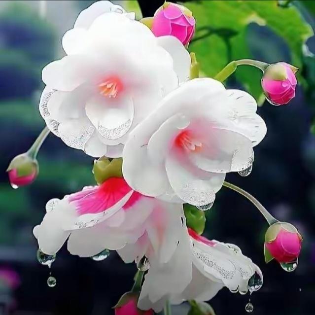 赏花观景：海棠花娇艳海棠花有诗赞：馨香馥郁海棠花淡染红腮笑彩霞天姿绰