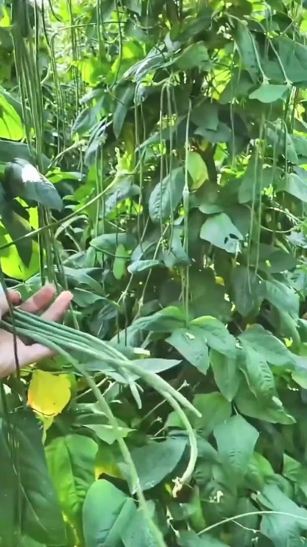 白酒红糖的妙用。白酒加红糖害虫都死光，今天我就把这个配方免费的分享给大家，一打