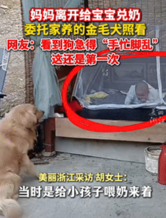 “胆子真大！”广东，女子离开给婴儿冲奶粉，让大狗帮忙照看！不料，女子才刚离开，婴