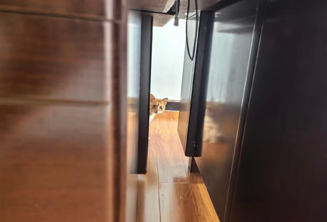 早晨醒了一看沙发全是干巴猫条，我以为是屎呢！罪魁祸首在这，朋友满屋追，玩起伏击来