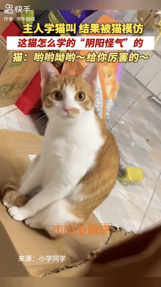 一女子学猫叫，却被猫咪嫌弃，猫咪全程“阴阳怪气”回应，还不忘歪着头，一脸得意地看
