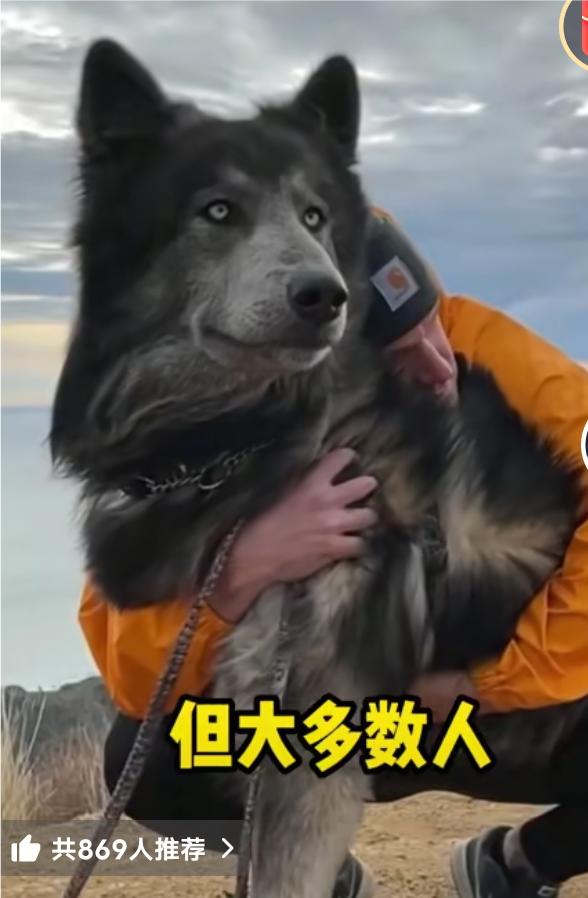 家里怎么又养狗又养牛在许多养牛场或农村家庭中，养宠物狗是一件再普通不过的事情