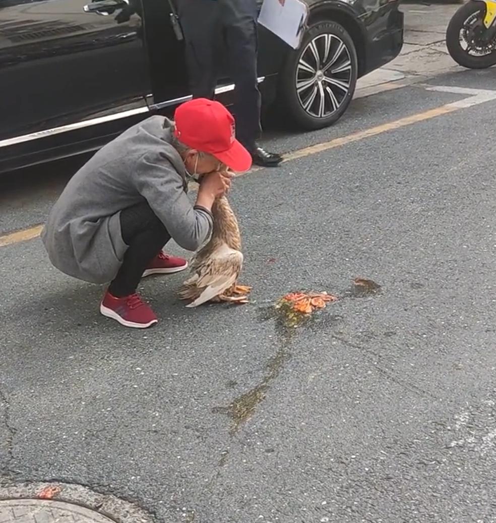 11月2日，江苏省昆山市北栅湾小区里，一只宠物麻鸭被汽车压死了。鸭子的主人是小区