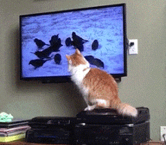 猫猫：跑得还挺快啊​​​