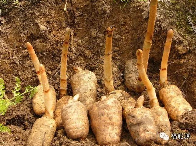 你花大价钱买的天麻，可能只是4毛钱一斤的芭蕉芋！云南施甸这起地下工厂造假案，撕开