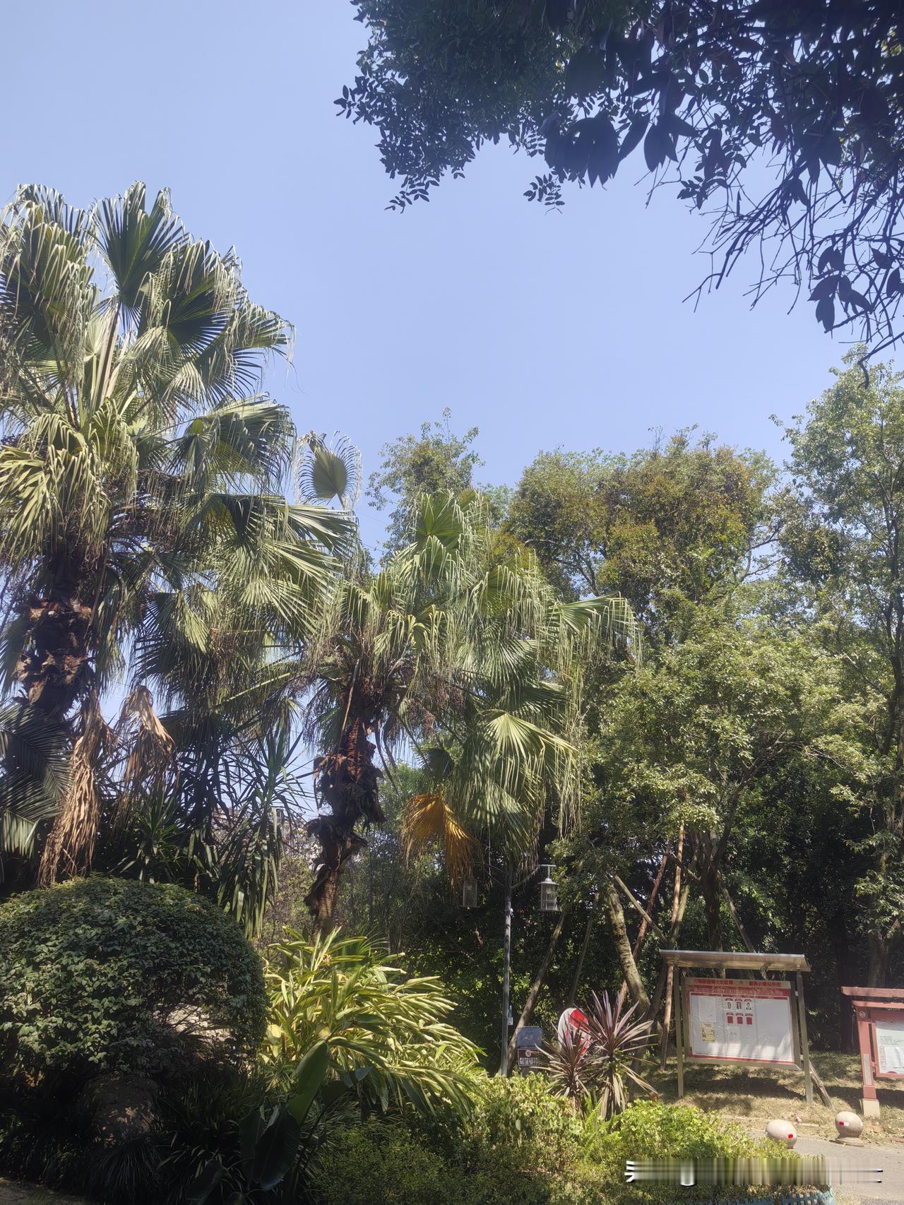 成都今年的夏天很奇怪，虽然每天都是38度的高温，但早上7点左右出门并不热，很凉爽