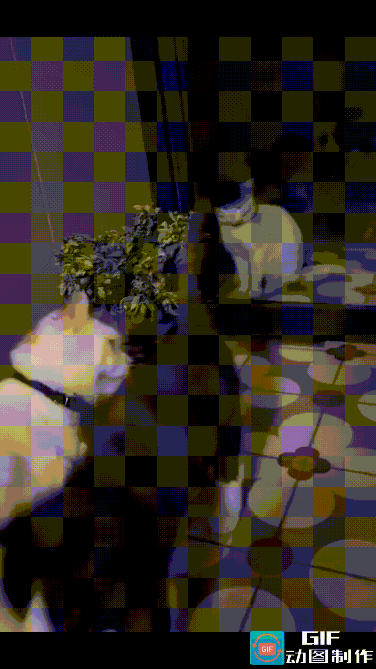 流浪猫隔着玻璃门，定定地看着家猫在室内欢快地跳来跳去，眼神中充满了羡慕，更有一丝