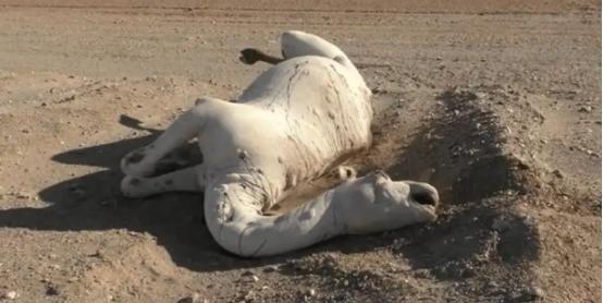 为什么死在沙漠里的骆驼不能碰？一位60岁的牧民告诉我，很多人不知道，在沙漠里如果