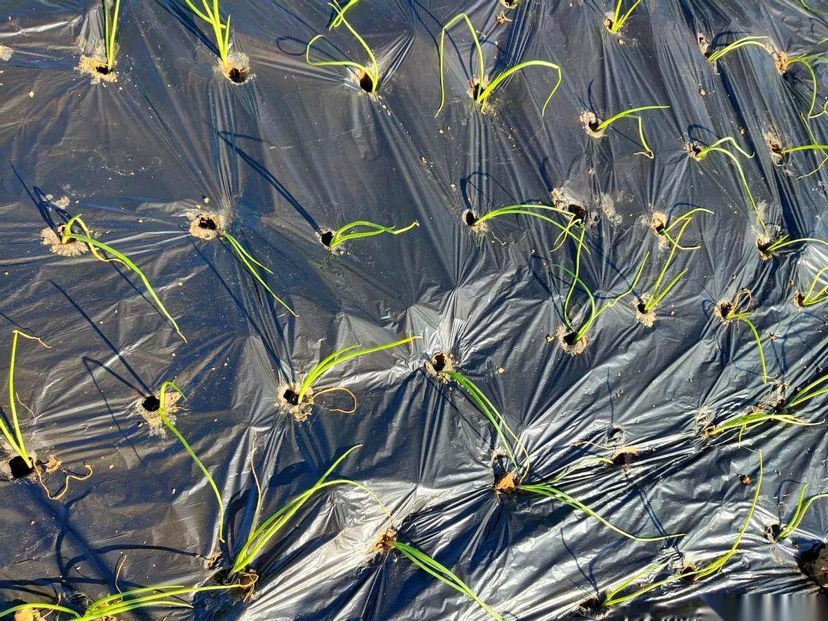 他硬塞给我一把葱苗，我回头一看，好家伙，他自己都不够栽了。这事儿整的，脸上火辣