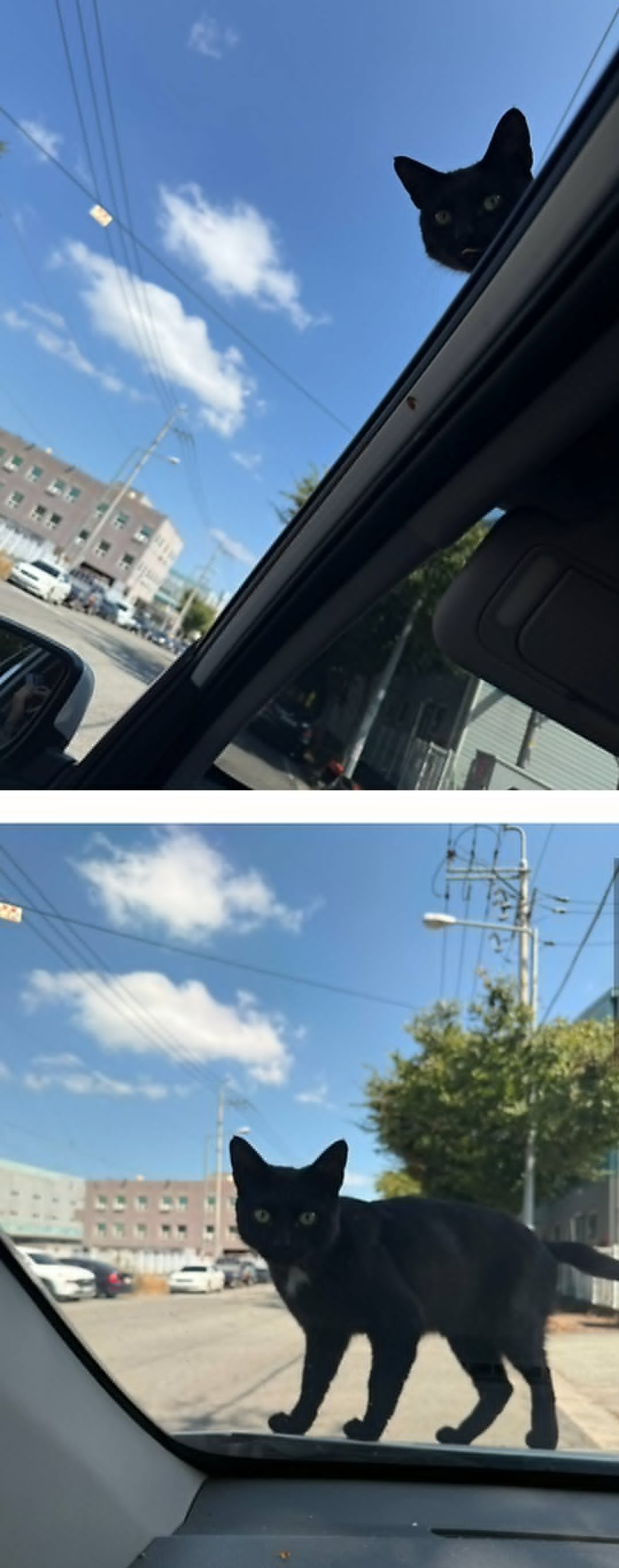 韩网友公司会喂流浪猫，今天猫粮几乎没了，所以只给了一点点海外新鲜事热点现场
