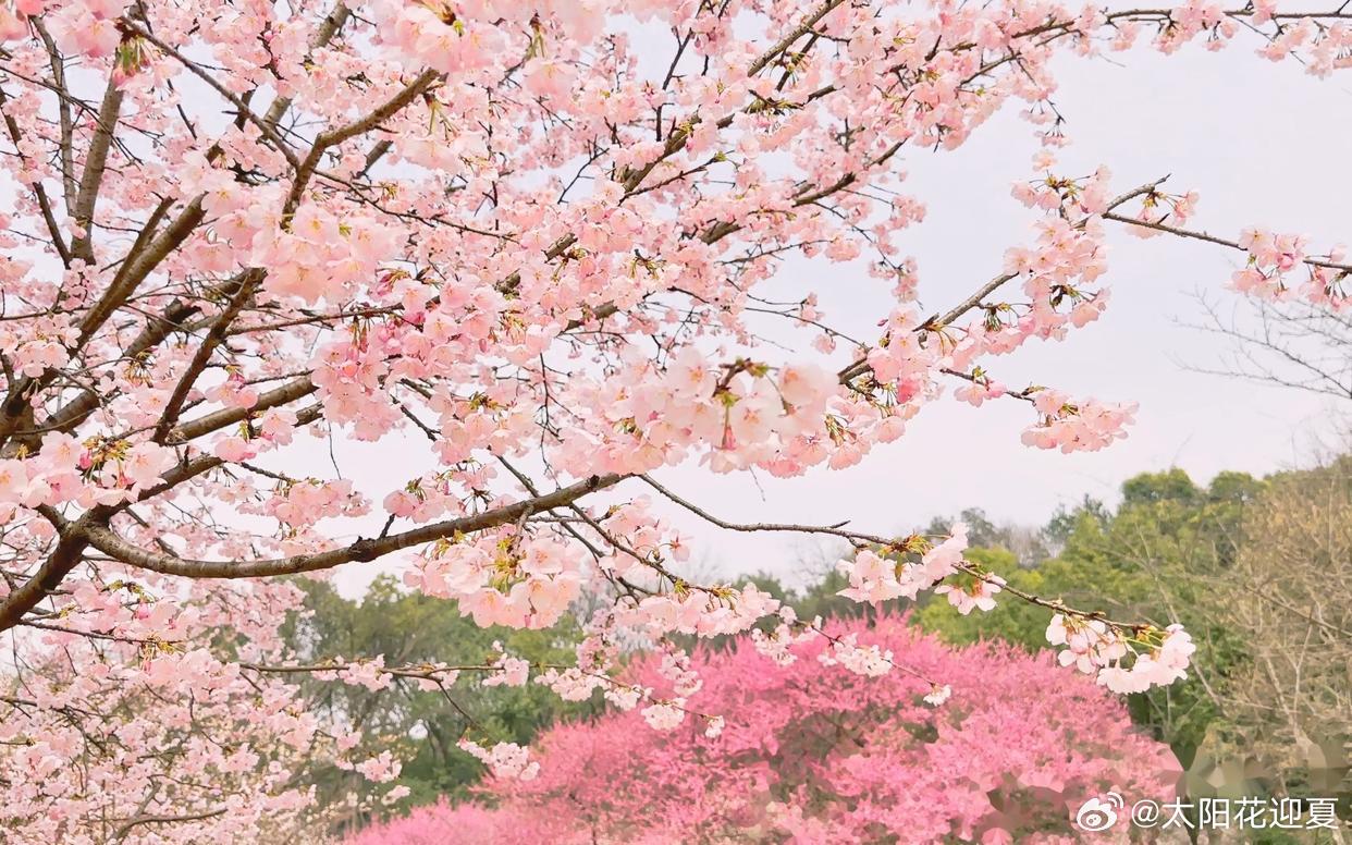 春色正好时，心中有美景，处处见芳华～​​​