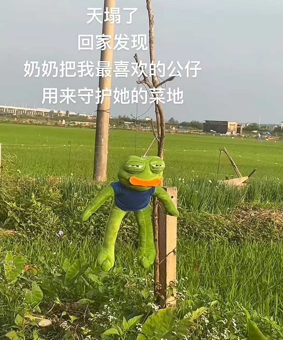 🐸：你清高你清高把我挂杆上