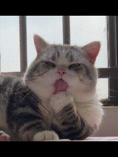 俺楼下张大妈喂流浪猫狗，喂得比伺候亲孙子还上心！天天定点开饭，猫粮狗粮比俺家大米