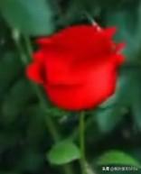 当街摔狗被拘5天，那么当街杀牛宰羊的管不管？是不是也得拘留？前几天河南