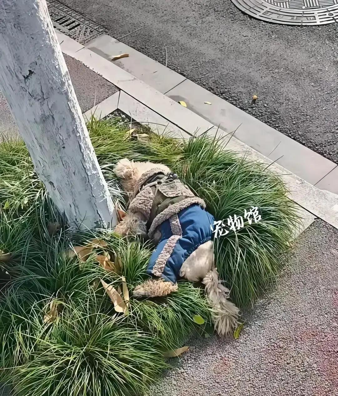 比熊小白被发现冻死在小区草丛，身上还穿着居民给织的旧毛衣。它在这栋楼前晃了快半