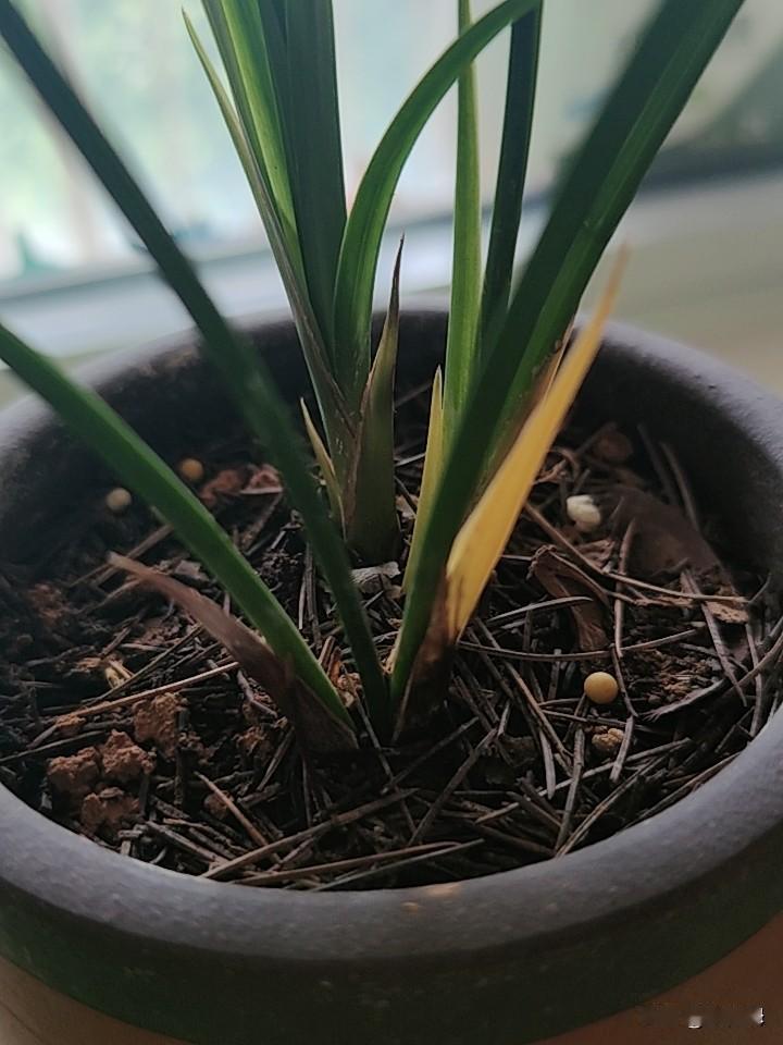 夏季养兰花真是那个难啊。一晚上的时间，下边的这个叶子就黄了。不知道这是有了病害还