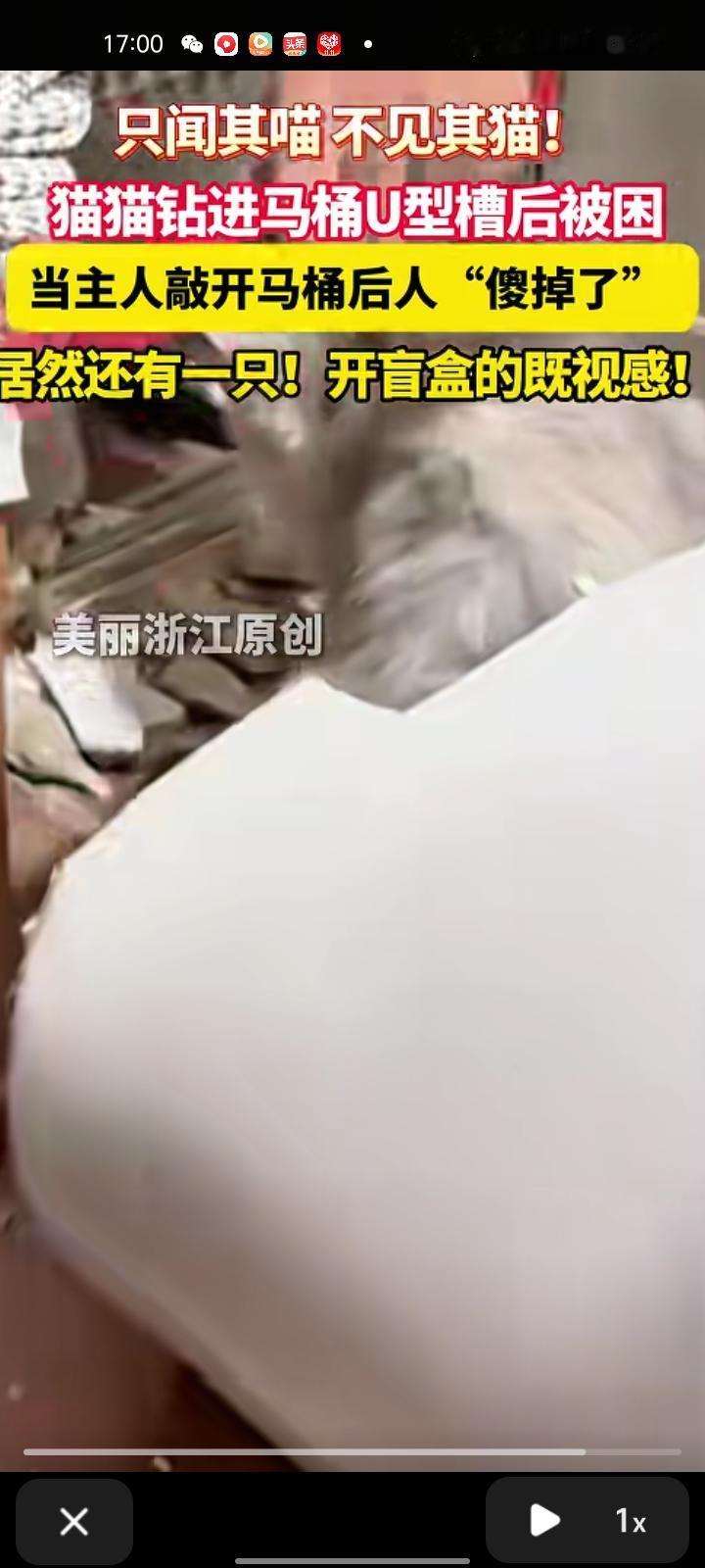 11月14日，浙江宁波。男子隐约听到卫生间传出猫叫声，走进卫生间，原来是猫卡在U