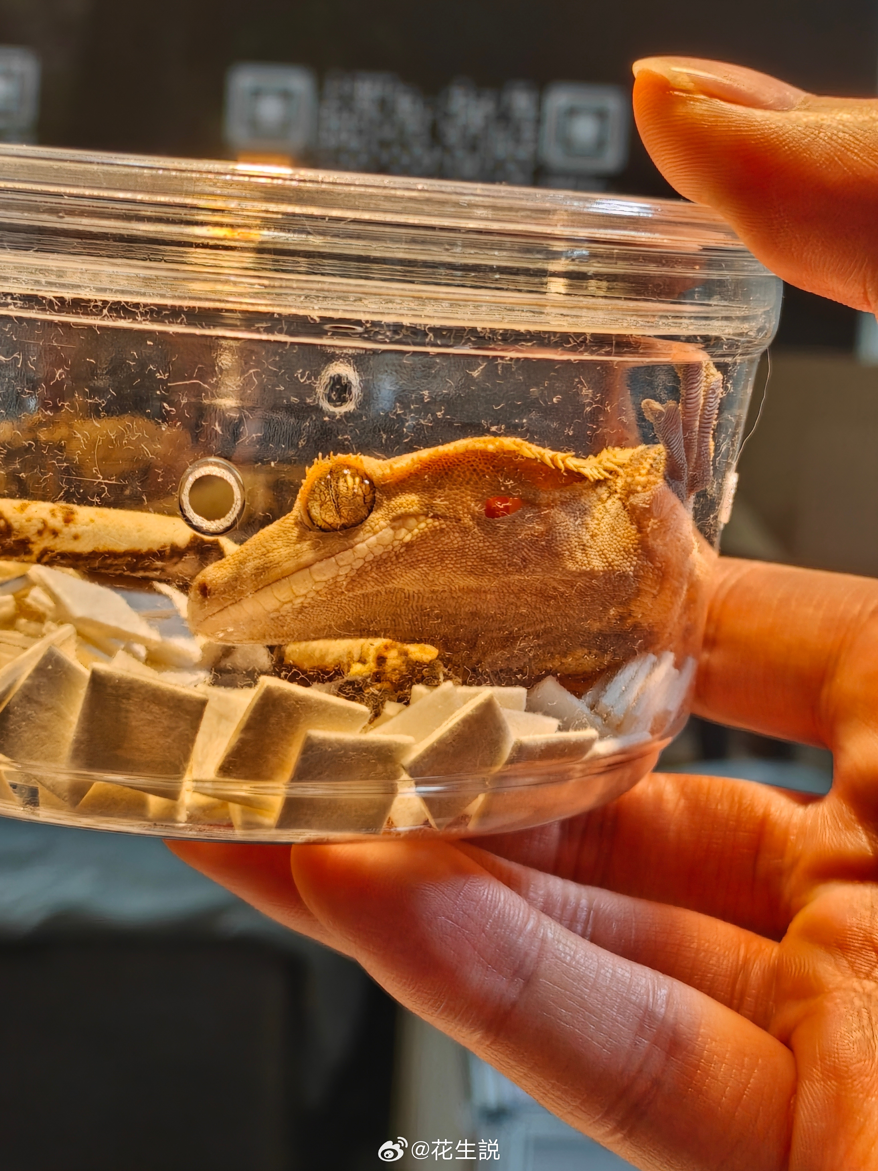 长焦微距用来拍宠物真是绝了，可以看到平时看不到的细节，光线充足的情况下还可以打开