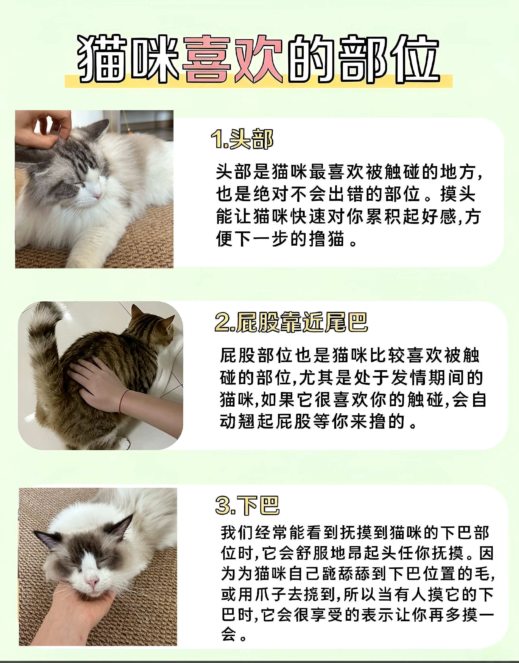 撸猫说明书~教你轻松拿下高冷小猪咪🐱