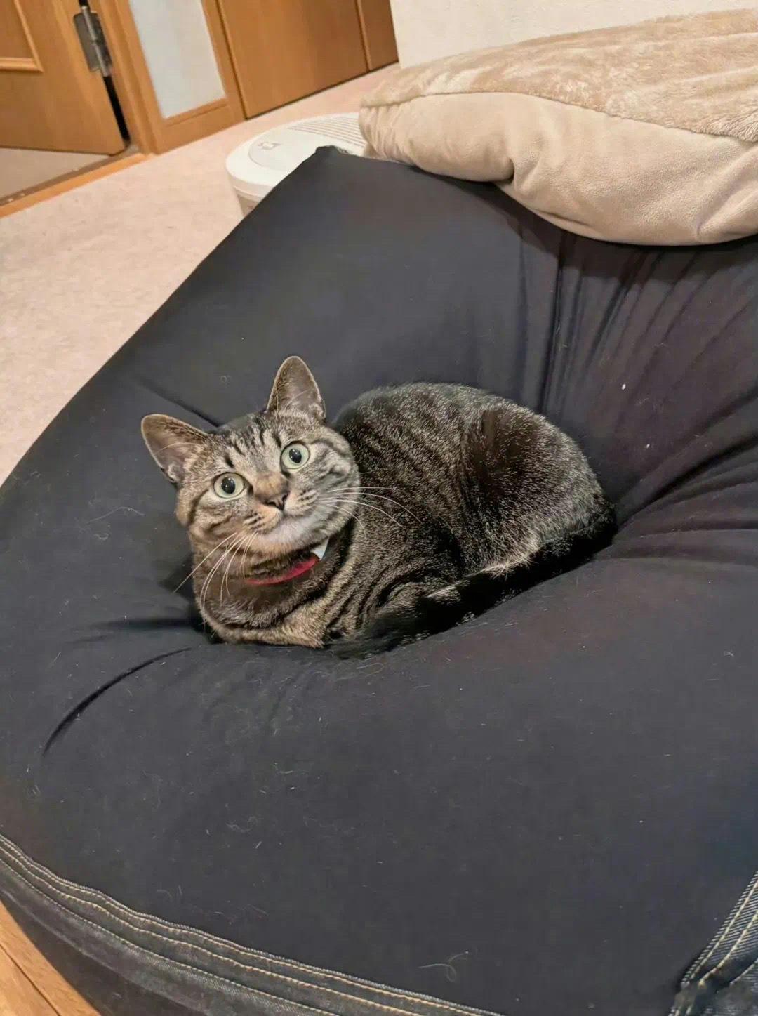去医院检查，医生说猫咪是弱智宠物卖萌中心​​​