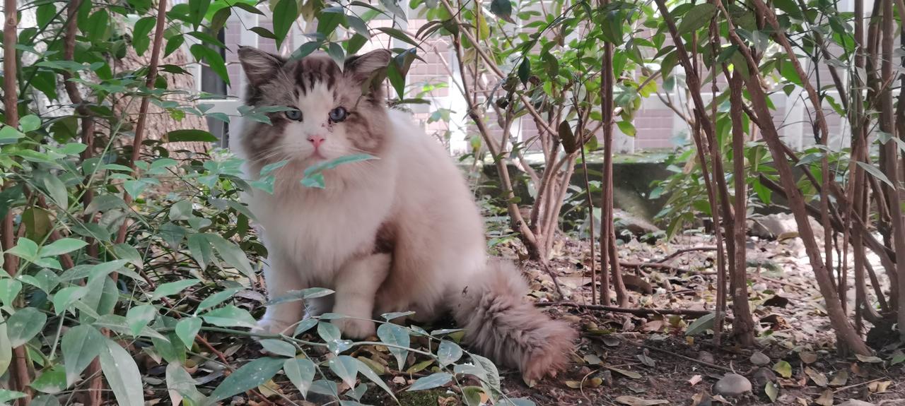 分享我这周有趣的事：好可爱的猫猫，在小区溜达遇到的，胆子很小，呼唤它始终很戒备，