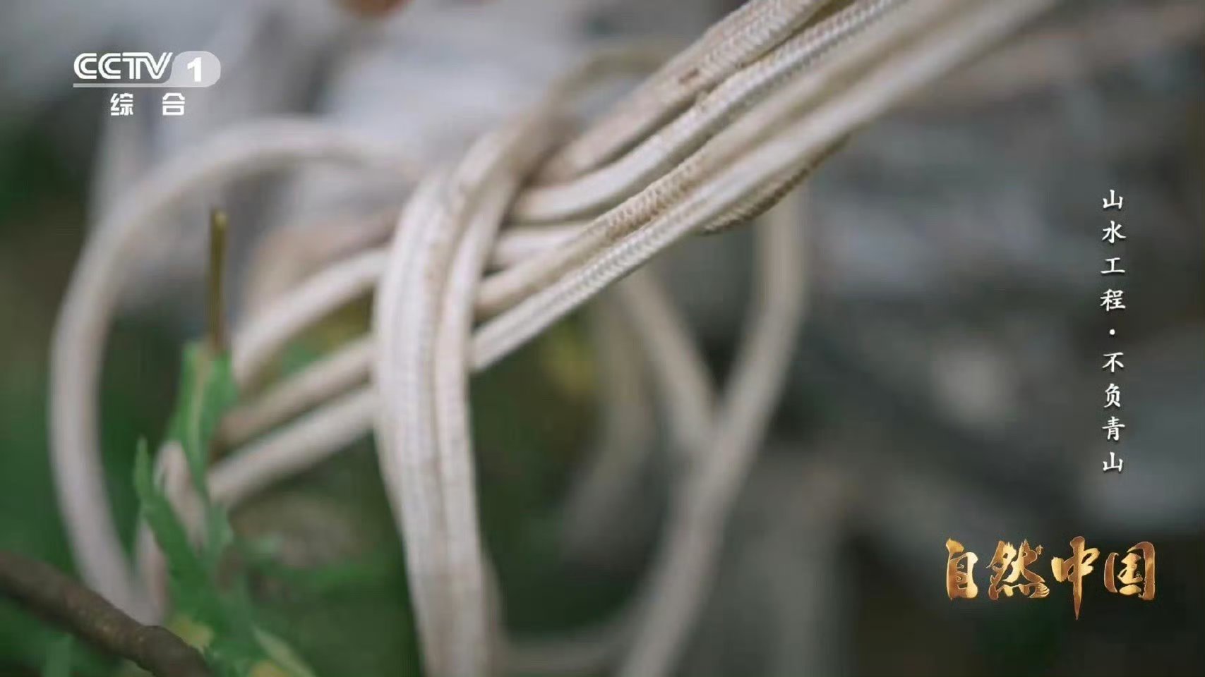 秦岭深处树在天上飞陕西蓝田洋峪山高林密难种树？现在高科技来帮忙！无人机直接“空投