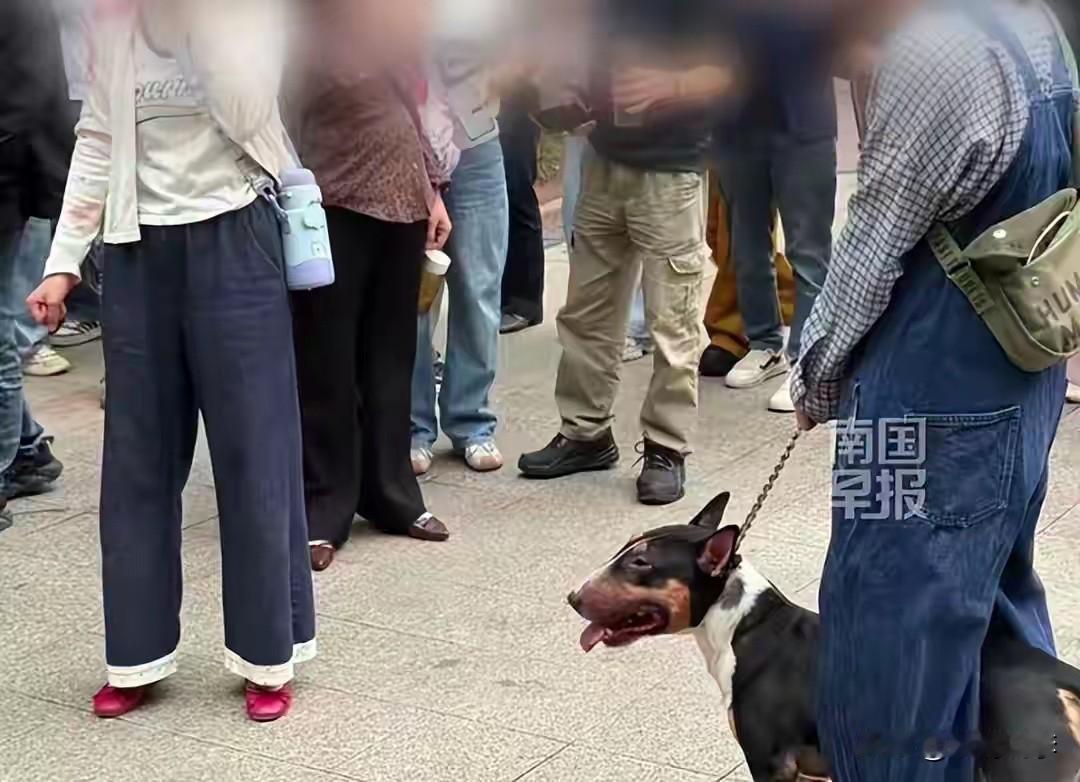 养这只恶狗的是该小区的一女子，我就不明白了，养个啥不好，一个女子要养一只被禁养的