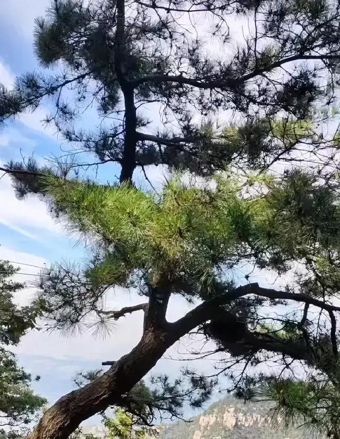 听我妈讲过一件老家的事，唏嘘得很一个后来转业当了副厅长，一个在供销社干了半辈子