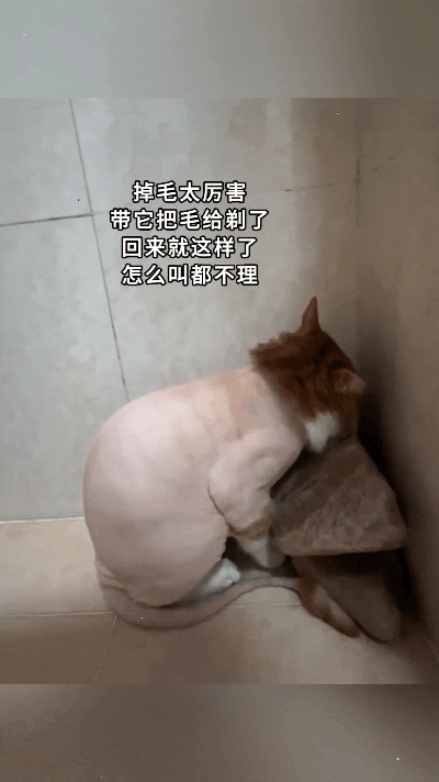 哎呀妈呀，这猫咪也太自尊心爆棚了！家里猫咪掉毛实在太严重，没办法只好带去剃毛。