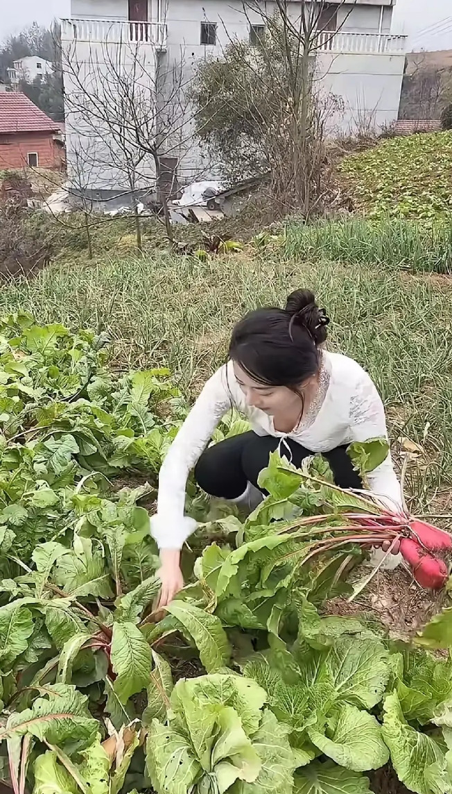 拔萝卜，包饺子，老铁们喜欢吃这种红皮萝卜吗？