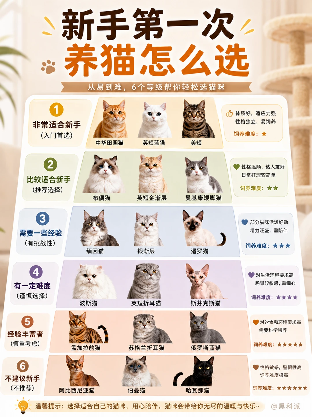 新手第一次养猫怎么选？