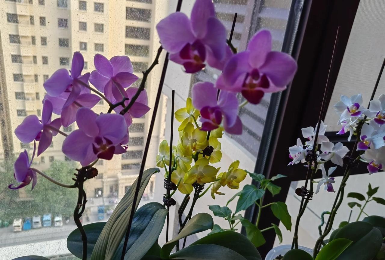 我们家的蝴蝶兰花，从年前开到现在了，还在开，蝴蝶兰的花期是真的长啊。我老公退了