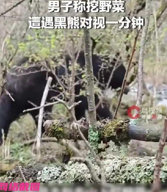 四川阿坝州有男子在山上挖野菜时，抬眼之间看到了一只最少三四百斤的大黑熊，此刻男子