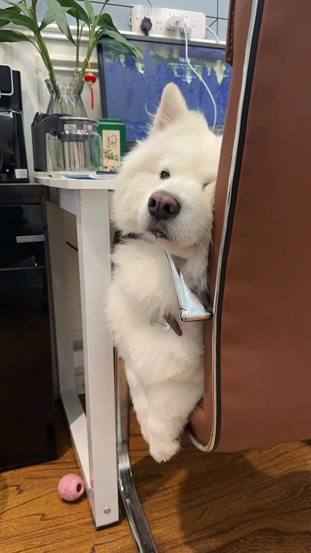 新来的傻白甜同事一遇到问题就摆烂回头看着我