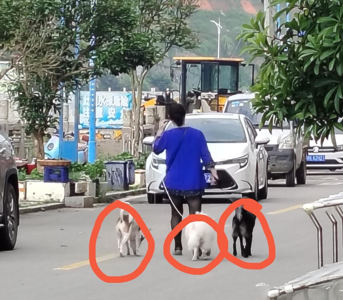 问：养狗狗的都是些什么人？答：富婆，不只养一条，而是养三条。问：你感到奇怪吗