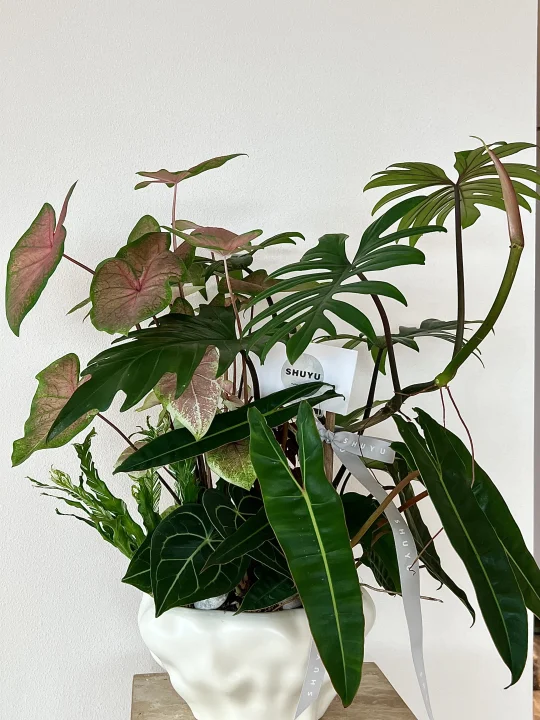 束羽第一盆热植～很喜欢🌿🌱 | 广州花店