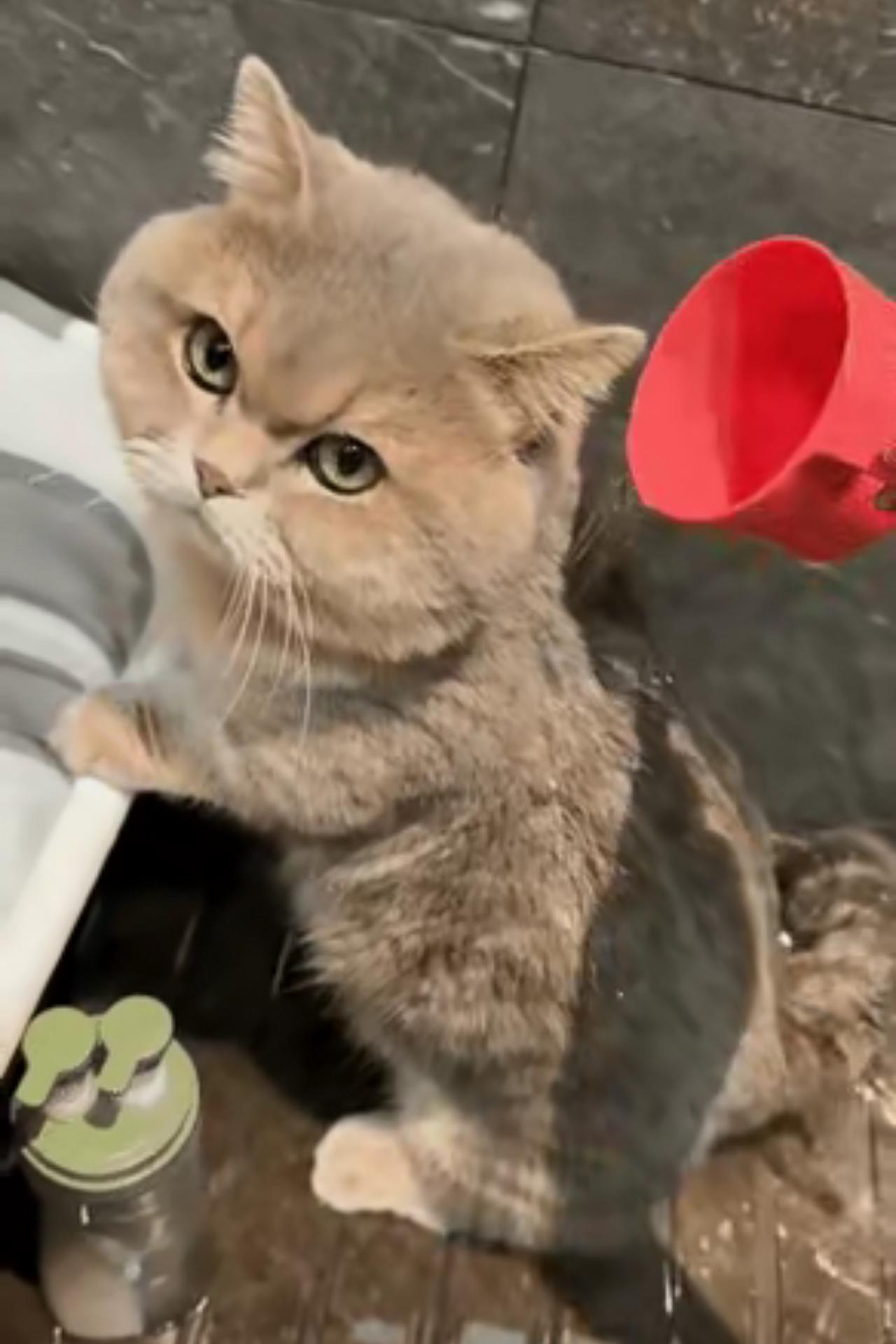 广州天河，一个95后女生阿雯，三年前在城中村的垃圾桶边捡回一只奄奄一息的流浪猫，