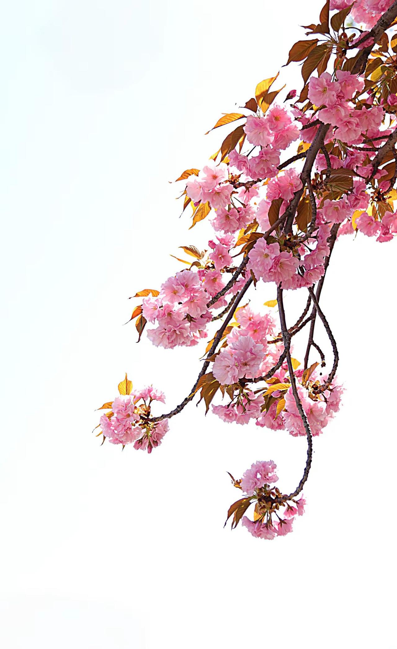 晚樱。摄影爱好者摄影摄影摄像