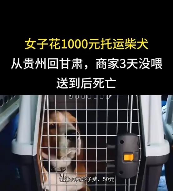 “严查到底！”近日，甘肃，一女子从贵州回老家，花1010元下了个宠物托运订单，打