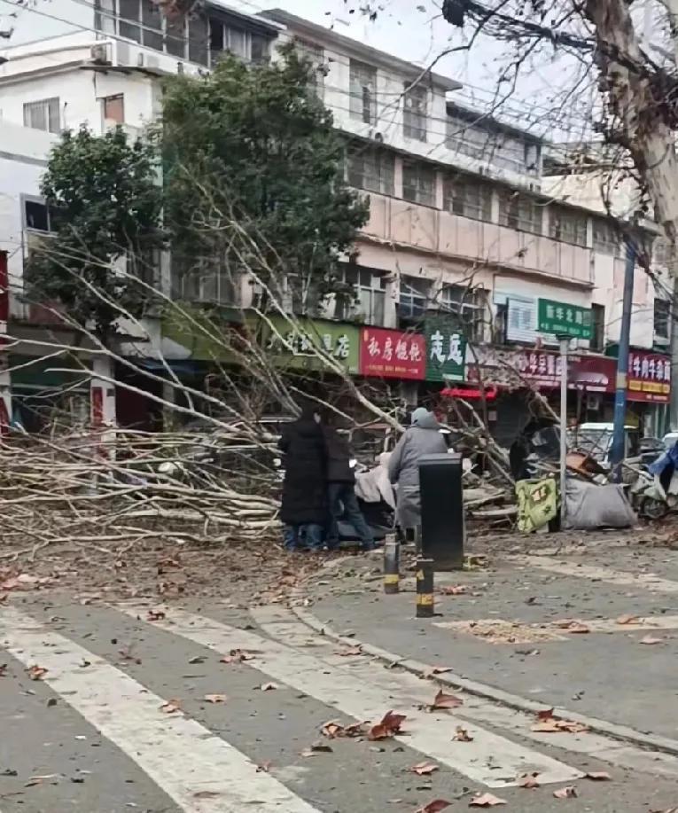 河南啊！何难啊！这“妖风”刮的无法无天了。明天和意外真不知道哪个先来啊！大树连