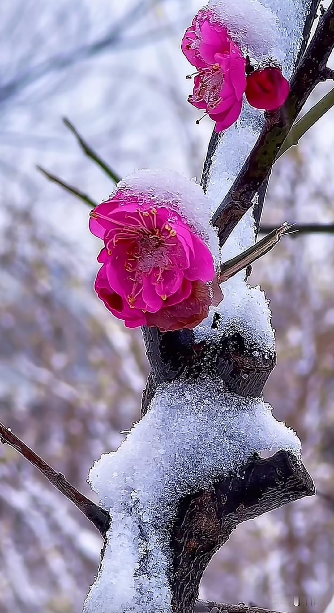 七律·如雪冰清素魄凝霜不染尘，寒姿皎皎立风辰。梅边映月清辉冷，竹畔临溪玉