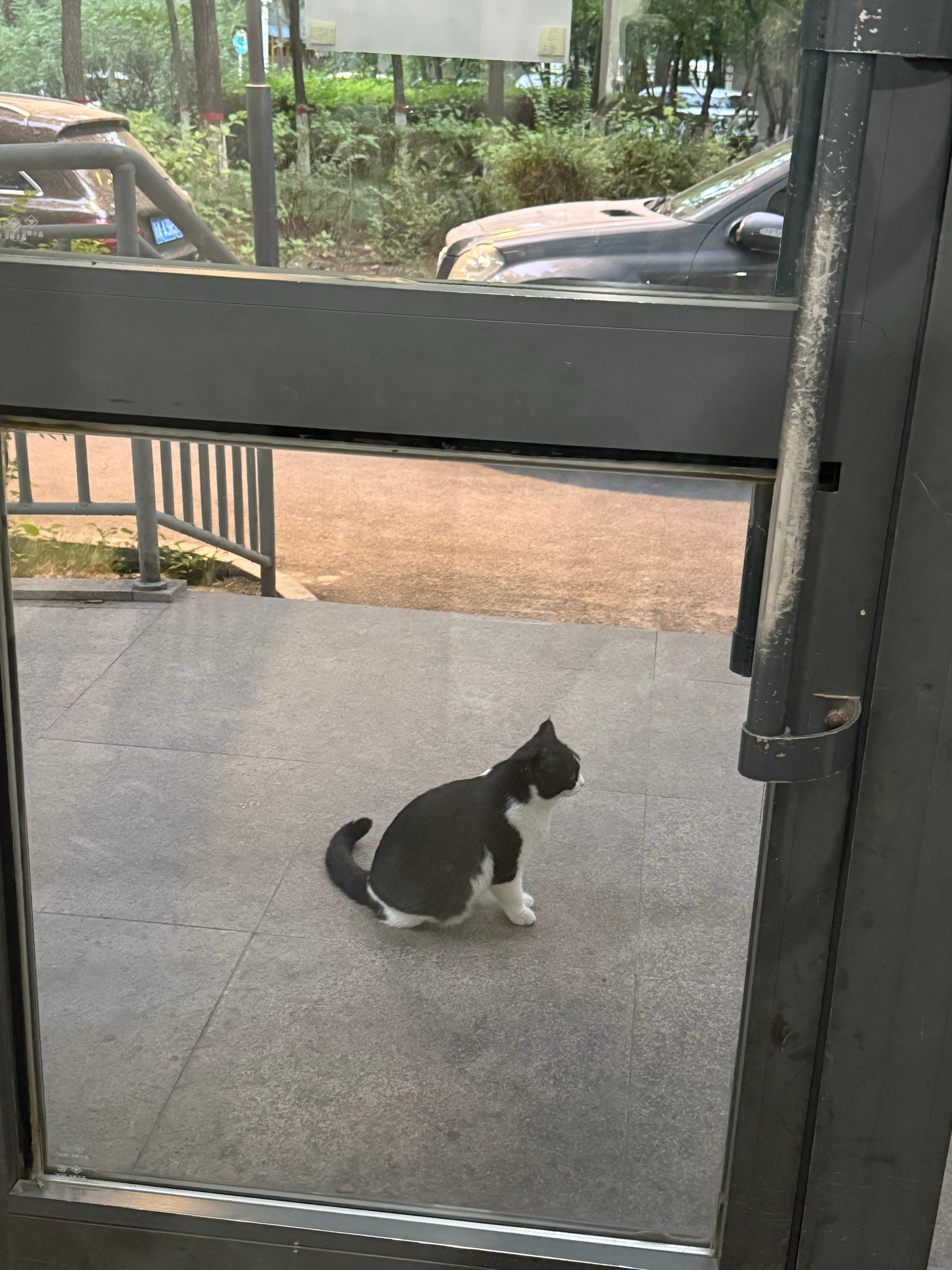 等着我投喂的那只奶牛猫不见了。以前早起或晚归，猫咪见到我就跑过来，跟着我走……因